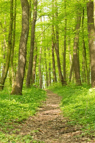 Primavera foresta sfondo — Foto Stock