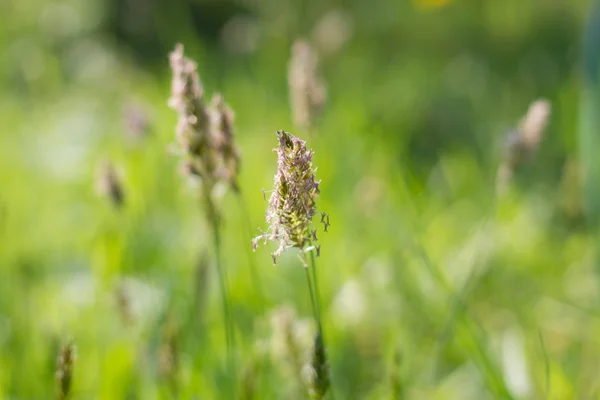 Anlage — Stockfoto