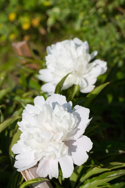 Flowers — Stock Photo, Image