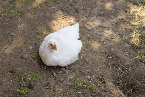Белая курица — стоковое фото