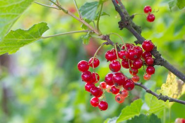 Bahçede kırmızı frenk üzümü