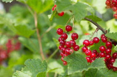 Bahçede kırmızı frenk üzümü