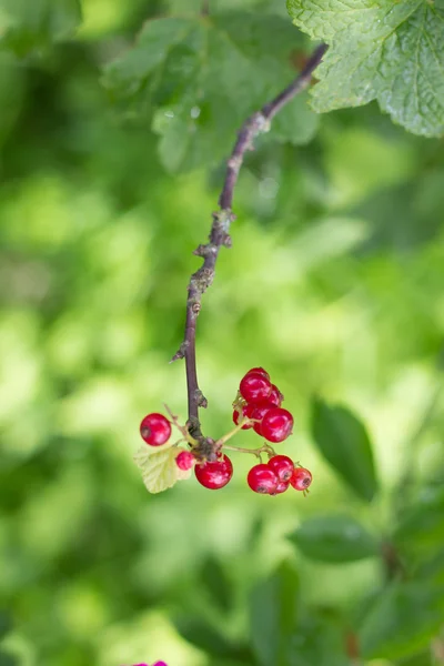 Rote Johannisbeeren im Garten — Stockfoto