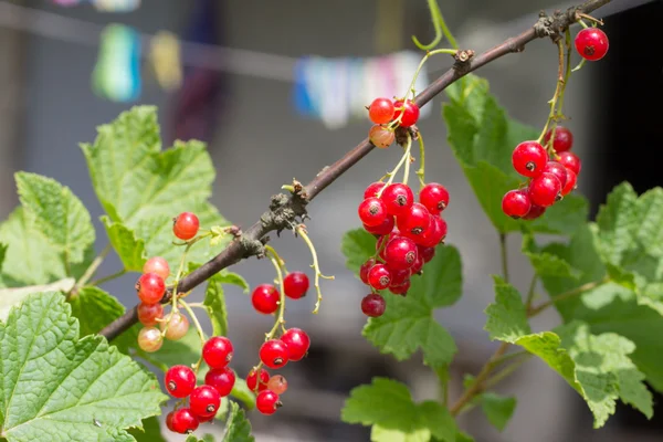 Röda vinbär i trädgården — Stockfoto