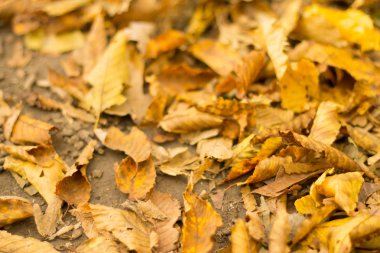 sarı düşen yapraklar arka plan