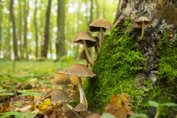 Många svamp i höst skog — Stockfoto