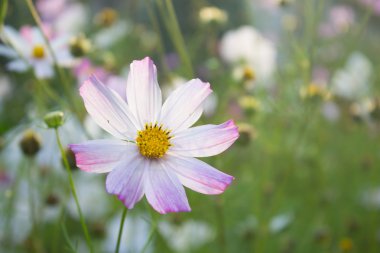 parlak renkli çiçek bahçesinde