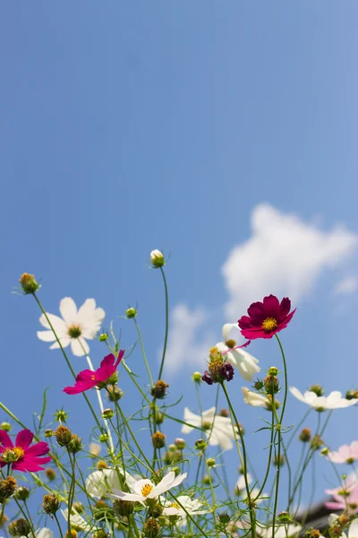 Яркий красочный цветок в саду — стоковое фото