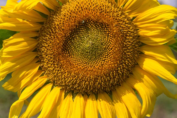 Stora ljusa gula solros bakgrund — Stockfoto