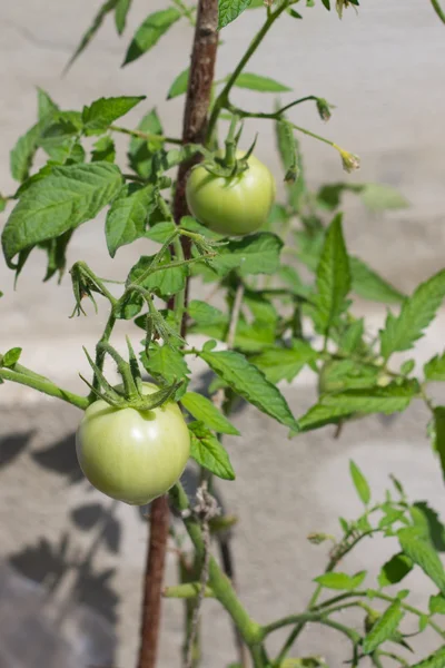Tomates verdes —  Fotos de Stock