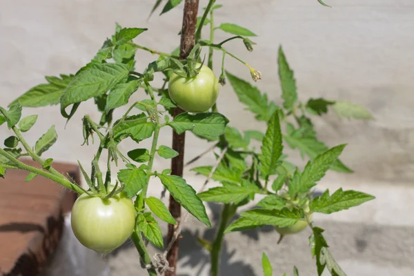 Los tomates verdes crecen —  Fotos de Stock