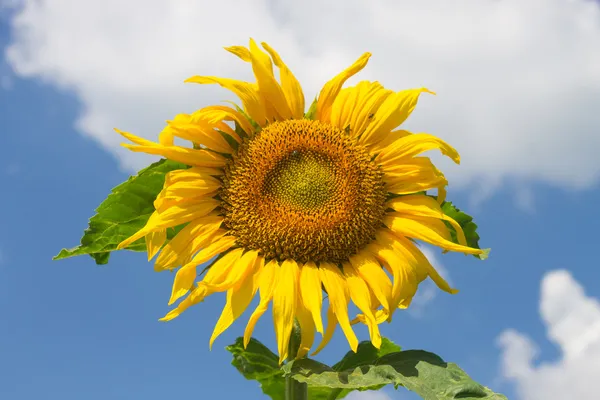 Gele zonnebloem — Stockfoto