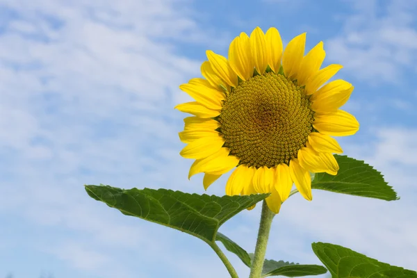 Gele zonnebloem op blauwe bewolkte hemelachtergrond — Stockfoto