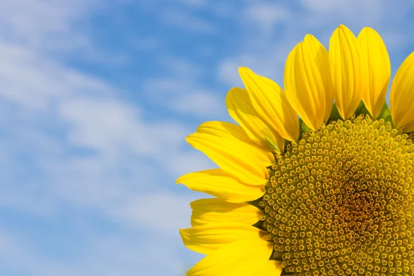 Gul solrosor på blå mulen himmel bakgrund — Stockfoto