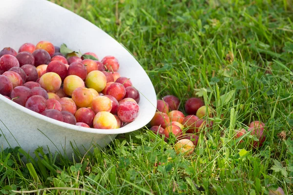 Loodjes in tuin — Stockfoto