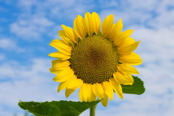 Solros och blå himmel — Stockfoto