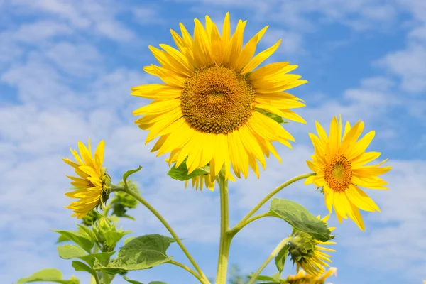 Solros och blå himmel — Stockfoto