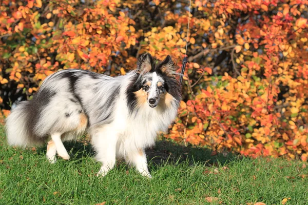 Sheltie pies rasa w parku jesień. arlekin — Zdjęcie stockowe