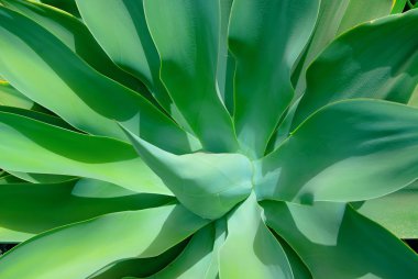 Background-with-Long-Green-Even-Leaves-of-Agave