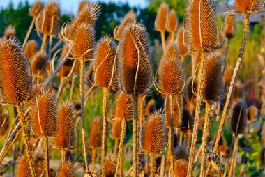 Field-of-dry-thistle-flowers-in-golden-sunset-light-Teasel-Dipsa
