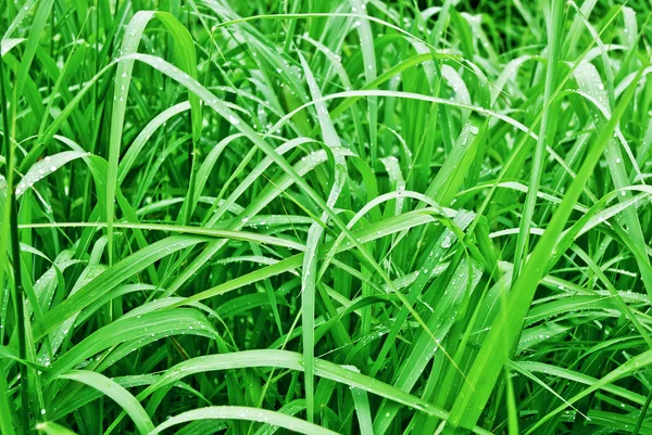 Background-of-green-grass-with-brilliant-drops-closeup — Stock Photo, Image