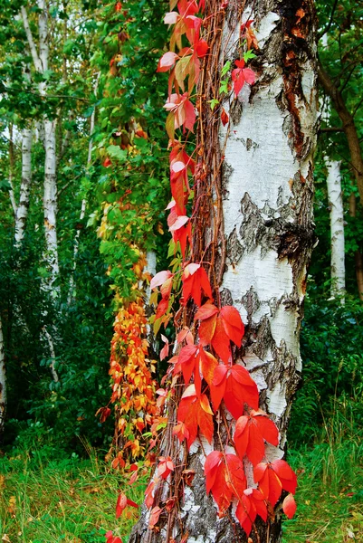 White-birch-trunk-covered-with-red-leaves-of-wild-grapes-selecti — Stock Photo, Image