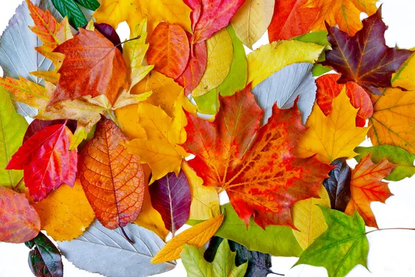 Multicolored-composition-with-various-autumn-leaves-isolated-on- — Stock Photo, Image