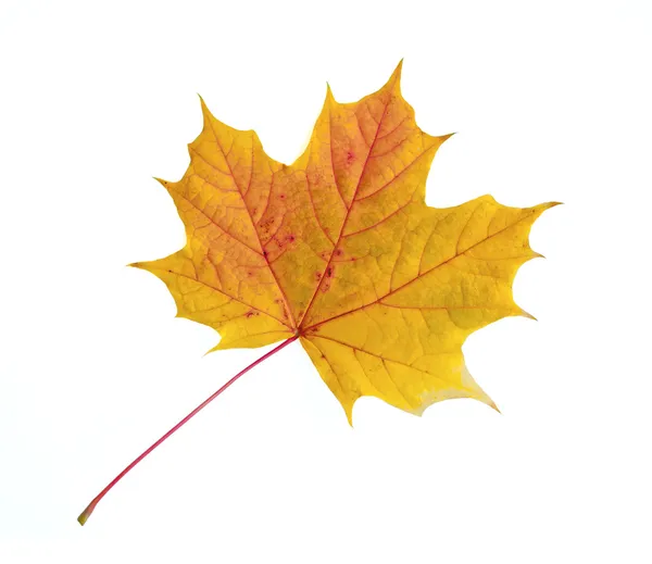 Outono-colorido-bordo-folha-isolado-em-branco — Fotografia de Stock