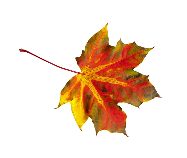 Autumn-multicolored-Maple-Leaf-Isolated-on-White — Stock fotografie