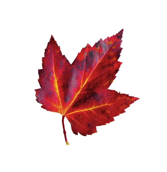 Autumn-red-leaf-of-maple-Acer-monspessulanum-isolated-on-white — Stock fotografie