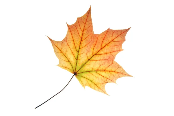Translucent-pastel-colored-maple-leaf-with-well-visible-vein-str — Stock Photo, Image