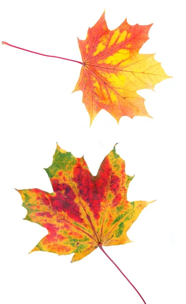 Two-autumn-colourful-maple-leaves-isolated-on-white — Stock Photo, Image