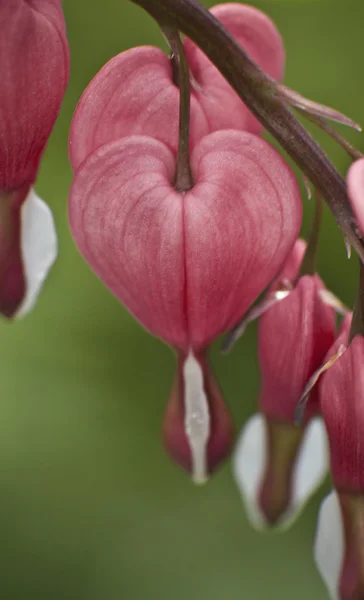Blommor i hjärta form — Stockfoto