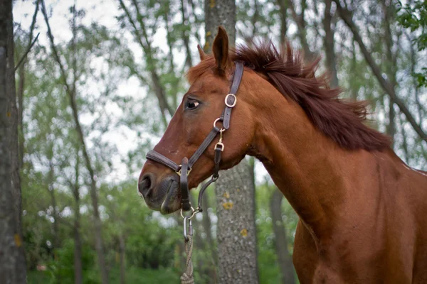 Braunes Pferd — Stockfoto