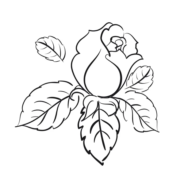 バラの開花 — ストックベクタ