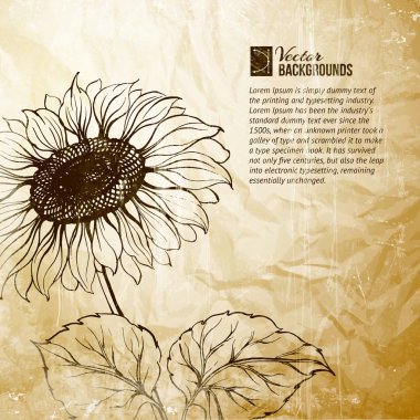 sunflower, illüstrasyon.