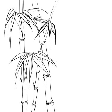 Bambu.
