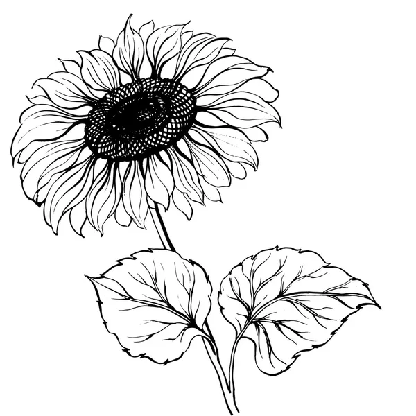 Tournesol. — Image vectorielle