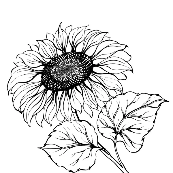 Girasol. — Vector de stock