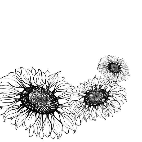 Tournesol. — Image vectorielle