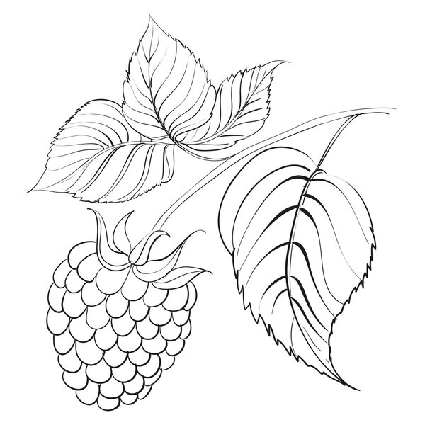 Малиновая ветвь с ягодами, изолированными на белом
.