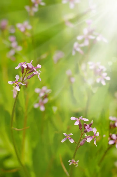 Fältet vilda blommor närbild — Stockfoto