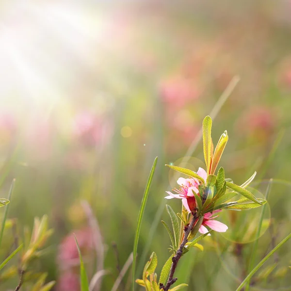 Champ fleurs sauvages gros plan — Photo