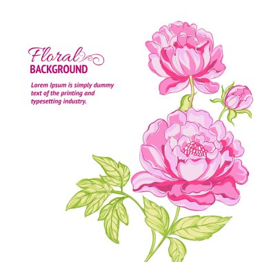 pembe peonies arka plan ile örnek metin