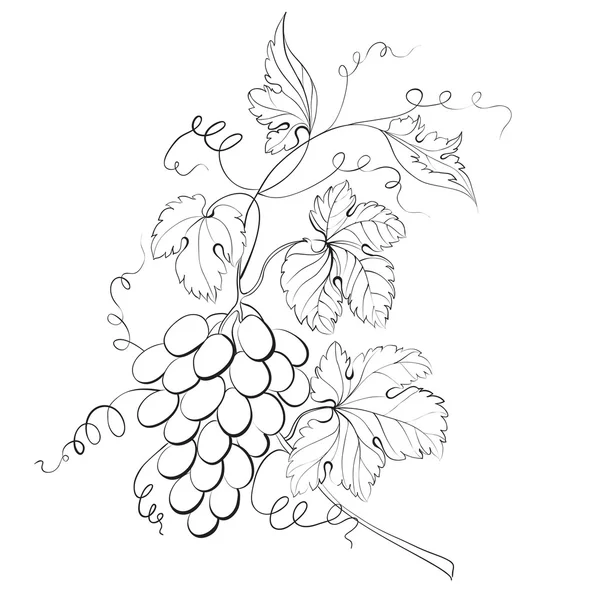 Grapes engraving. — Stock Vector