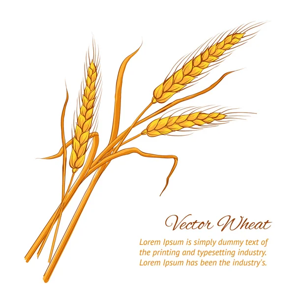 Ears of wheat. — Stock Vector