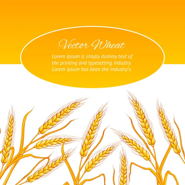 Wheat ear card. — Stock Vector