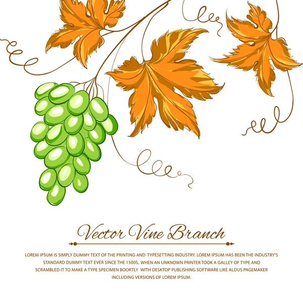 Grapes with autumn leaves around the grapes. — Stock Vector