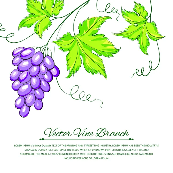 Гроздь винограда . — стоковый вектор