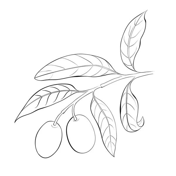 Hand drawn olive branch. — Stock Vector